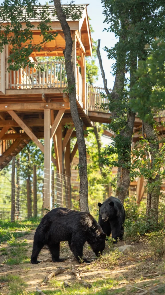 Perched cabin of the Peaugres Safari overlooking the black bear park